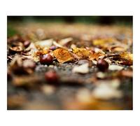 500 Piece Jigsaw Puzzles for Adults Gifts-Chestnuts,Leaves,Autumn,forests 52x38cm