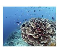500 Piece Jigsaw Puzzles for Adults Gifts-Corals,reefs,fish 52x38cm