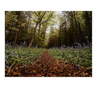 500 Piece Jigsaw Puzzles for Adults Gifts-forests,path,spring 52x38cm