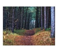 500 Piece Jigsaw Puzzles for Adults Gifts-forests,path,trees 52x38cm