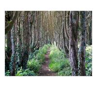 500 Piece Jigsaw Puzzles for Adults Gifts-forests,trees,path 52x38cm