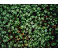 500 Piece Jigsaw Puzzles for Adults Jigsaw Puzzles for Adults - Plant leaves green 52x38cm