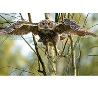500 Piece Paper Puzzle for Kids Owl Wings Flight Personalized Puzzle 52x38CM