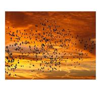 500 Piece Puzzle Classic Educational Games -Birds,silhouettes,sky 52x38cm