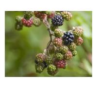 500 Piece Puzzle Classic Educational Games -Blackberry,berry,bush 52x38cm