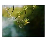 500 Piece Puzzle Classic Educational Games -Branch,leaves,focus 52x38cm