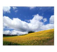 500 Piece Puzzle Classic Educational Games -Field,culture,economy 52x38cm