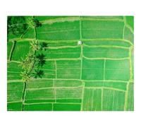 500 Piece Puzzle Classic Educational Games -Fields,palms,green 52x38cm