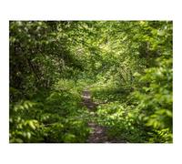 500 Piece Puzzle Classic Educational Games -forests,path,bushes 52x38cm