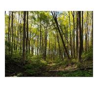 500 Piece Puzzle Classic Educational Games -forests,trees,path 52x38cm