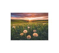 500 Piece Puzzle Dandelions at Dusk, Ages 12 and Up, Premium Puzzle, 12000592, Ravensburger