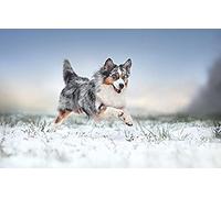 500 Piece Puzzle for Adults Australian Shepherd Snow Dog 52x38CM