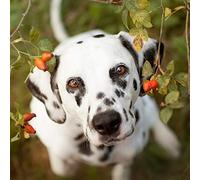500 Piece Puzzle Puzzle for Adults 3D Dalmatian Dog Hand-Painted Style Pictures Papery Personalised Assembly Puzzle Block Games 52x38CM