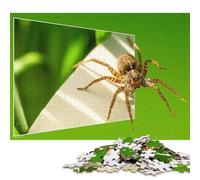 500 Piece Spider And Mirror Square Jigsaw Puzzles for Adults, Wooden Puzzles Educational Game for Children 500pcs (52x38cm)