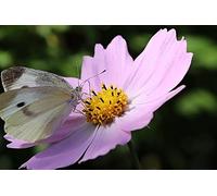 500 Pieces Butterfly Cosmos Flower 1 Adult Decompression Children Fun Puzzle Fashion Creative Gifts 52x38CM