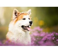 500 Pieces Jigsaw For Adults Puzzles/Shiba Inu In Flowers/Brain Challenge Puzzle For Kids Educational Games，For Birthday/Thanksgiving/Christmasgiftsize 52x38CM