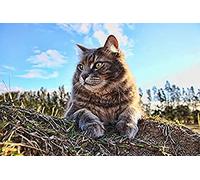 500 Pieces Jigsaw For Adults Puzzles Waiting Cat Brain Challenge Puzzle For Kids Educational Games，Recommended For Adults And Children To Interact,Diy Game Gift 52x38CM