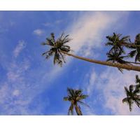 500 Pieces Jigsaw Puzzles for Adults Difficult Hard Jigsaw Puzzles for Women Men - Palms view from below trees 52x38cm
