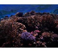 500 Pieces Jigsaw Puzzles for Adults Difficult Hard Jigsaw Puzzles for Women Men - Reef corals nautical 52x38cm