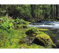 500 Pieces Jigsaw Puzzles for Adults - forests river landscape 52x38cm