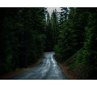 500 Pieces Jigsaw Puzzles for Adults - Road coniferous forests dark 52x38cm