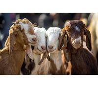 500 Pieces Puzzle Goat 52x38CM