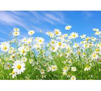 500 Pieces Puzzles For Adults White Daisy Flower Jigsaw Puzzles Flowers Natural Plants Puzzle Diy Toys For Creative Gift Home Decor 52x38CM