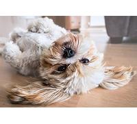 500 Puzzles, Dog Lhasa Apso Canine Home Office Decoration, DIY Toy for Children 52x38CM