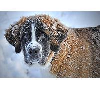 500 Puzzles, St. Bernard Pet, Home and Office Decoration, DIY Toys for Kids 52x38CM