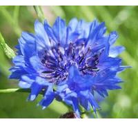 500 Seeds of Cornflower Blue Boy