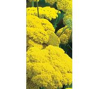 500 Seeds of Flower Achillea Gold Plate