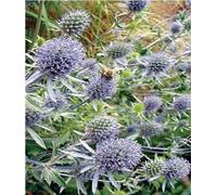 500 Seeds of Flower Eryngium Planum Sea Holly Large