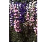 500 Seeds of Flower Larkspur Giant Hyacinth Mixed