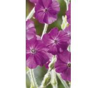 500 Seeds of Flower Rose Campion