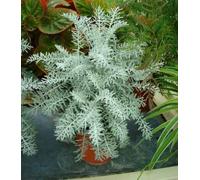 500 Seeds of Flower Silver Dusty Miller (Cineraria Maritima Candicans)