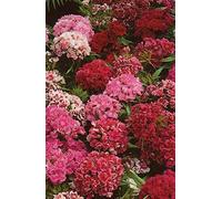 500 Seeds of Flower Sweet William Dwarf Double Pinocchio Mixed