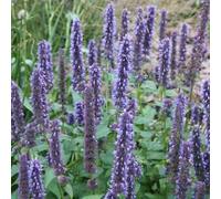 500 Seeds of Hyssop