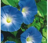 500 Seeds of Ipomoea Morning Glory Heavenly Blue Annual