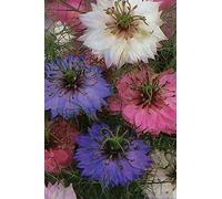 500 Seeds of Love in a Mist Persian Jewels Mixed