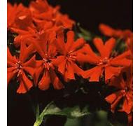500 Seeds of Lychnis Chalcedonica Burning Love Maltese Jerusalem Cross