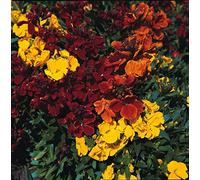 500 Seeds of Wallflower Tom Thumb Mixed