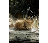 5000 piece（181x105.5cm） Adult Jigsaw Puzzle, Sleeping Fennec Fox: Peaceful Lunch Break in Desert Oasis Puzzle