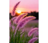 5000 Piece Jigsaw Puzzles for Adults, Pink Muhly Grass Classic Puzzle, 61x41.3 inch, Premium Interlocking No Dust, Family Indoor Activity