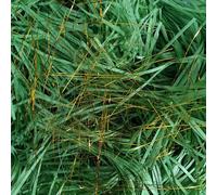 500g Shredded Tissue Paper, Shredded Paper for Hampers, Ideal Hamper Filling and Gift Packaging Filler, Golden Silk Christmas Green