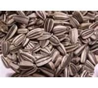 500G STRIPED SUNFLOWER SEED IDEAL FOR FEEDING THE BIRDS