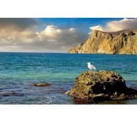 500pc Cute Premium Jigsaw Puzzle - Every Piece is Unique - Challenging Adult Family Fun Game, Sea, Rocks, Seagull 52x38CM