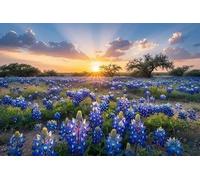 500pcs Jigsaw Puzzle -Texas Bluebonnets Flower Sea Wooden Puzzle Sunrise Sunset Scenery Art Home Decor Fun Games Toys Wildflower Floor Puzzles - Fun Challenge for Adults, Teens, Kids