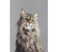 500pcs Studio Portrait Purebred cat Looking to The Side Puzzles for Adults Educational Game Puzzle Thick Sturdy Hard Challenging Difficult Party Games Props