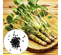 500pcs Wasabi Seeds Productive Well-adapted Strong Vitality Nutritious Drought Tolerant Easy Germination Edible Garden Vegetable Horseradish Seeds Gar