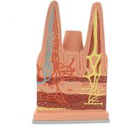 500X Magnified Small Intestinal Villi Anatomy Model Human Organ Model for Medicine Research Teaching Model Easy to Asse